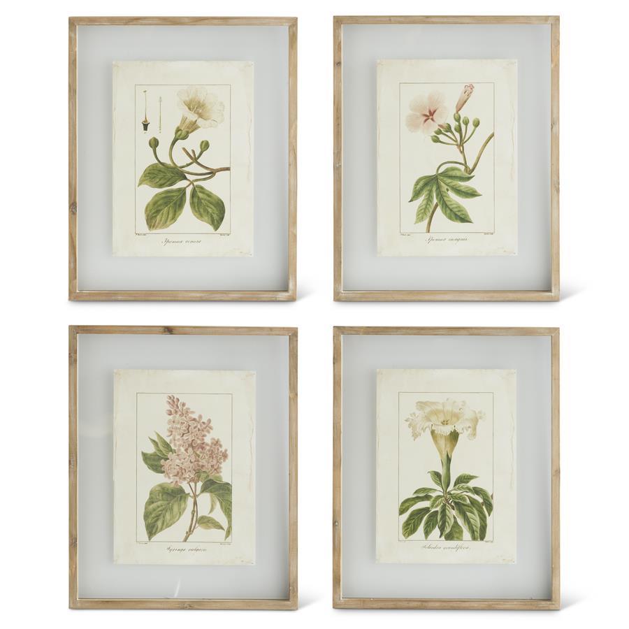 Assorted Botanical Prints