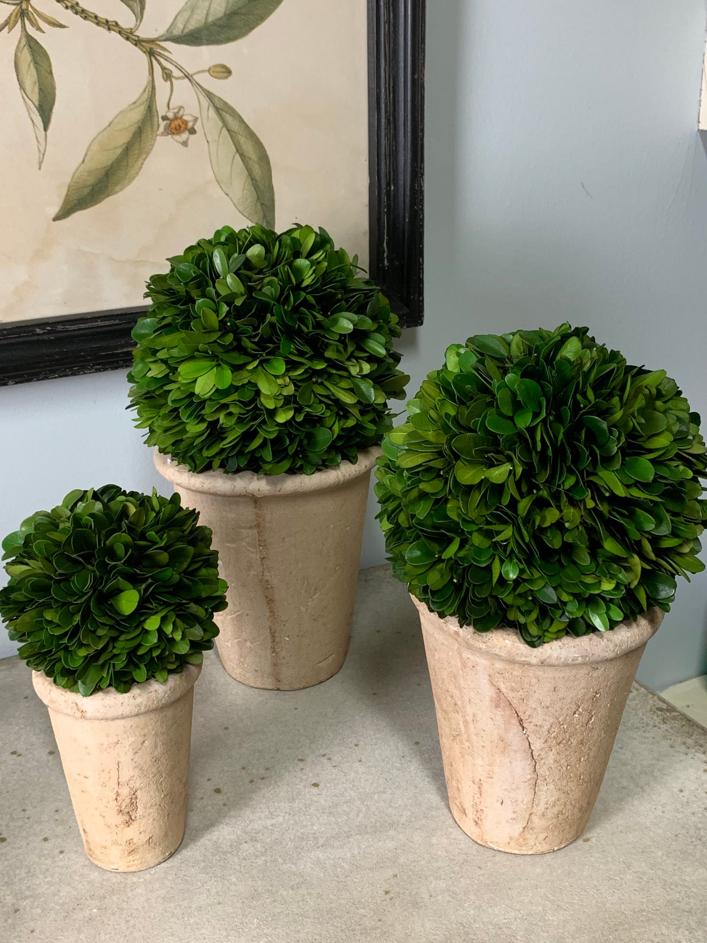 Set of 3 Preserved Boxwood Balls