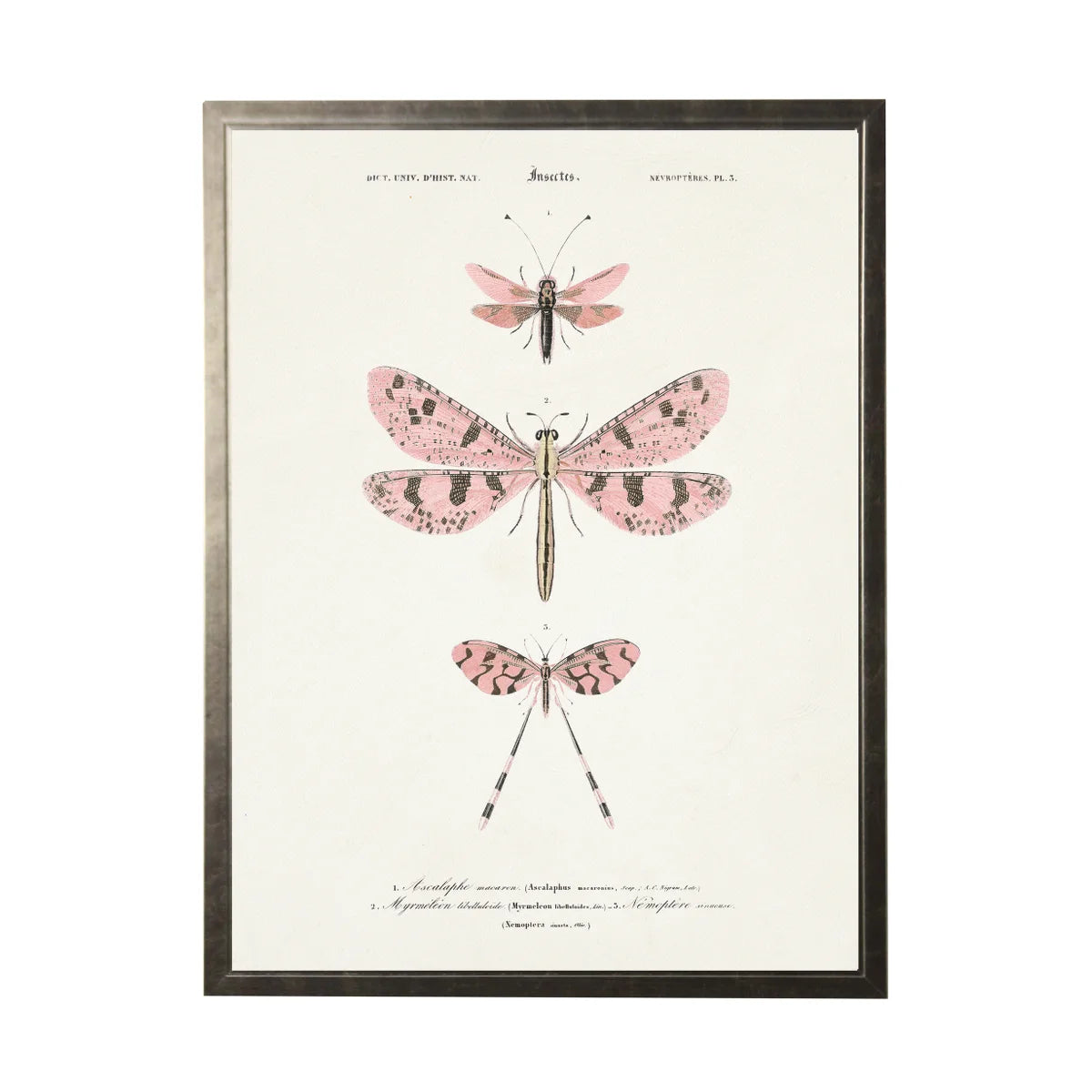 Pink Dragonflies Bookplate