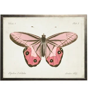 Plate 8 Pink Butterfly