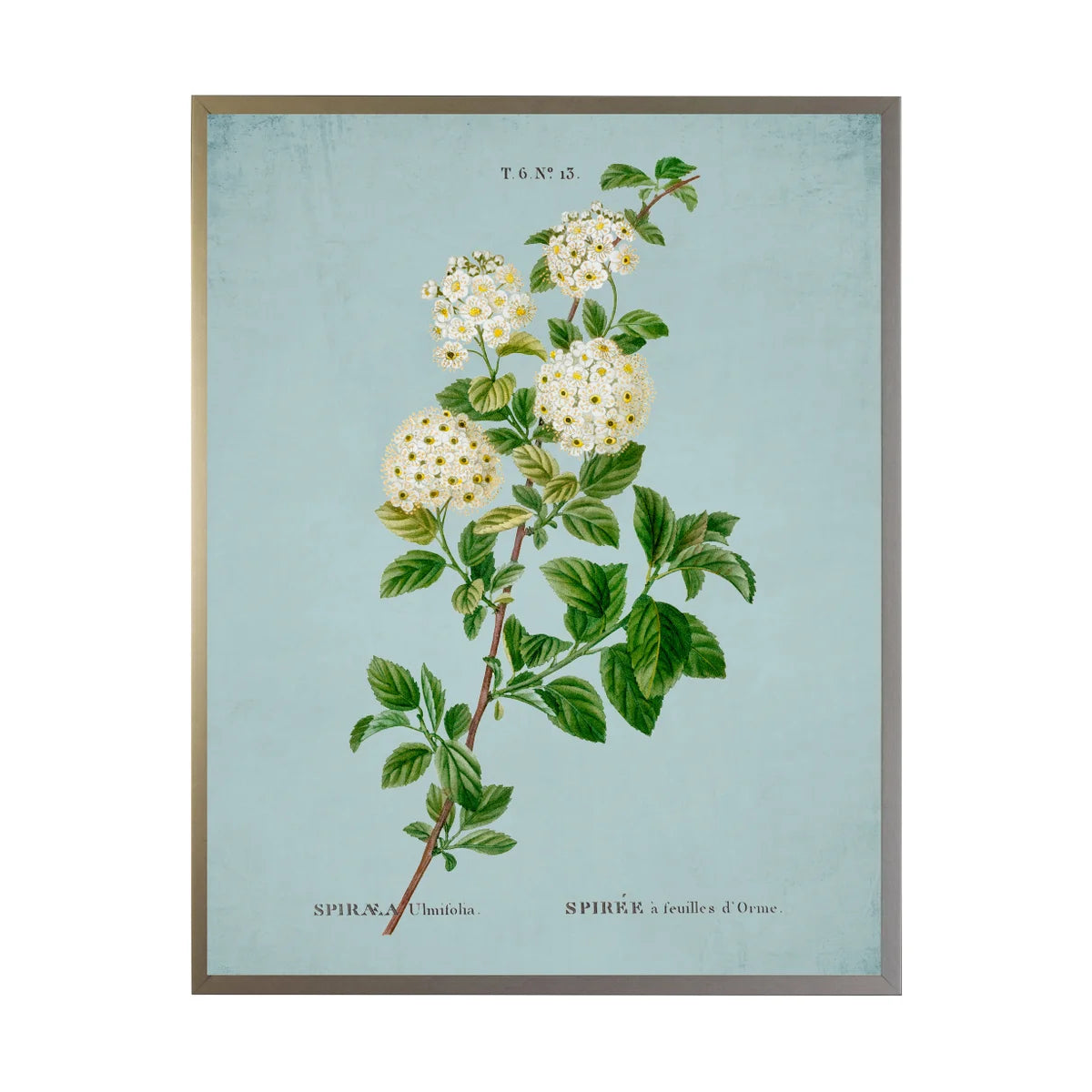 White Spirea on Spa Background